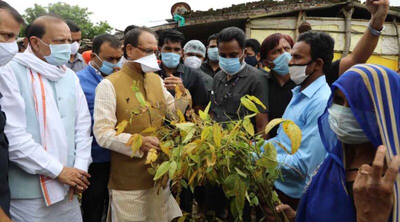 Loss in soybean crop to be compensated by combining crop insurance and relief amount