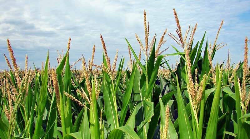 China reports Fall Armyworm in corn growing areas