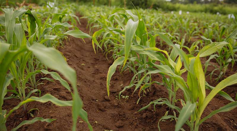 Haryana government to release crop diversification incentive to the farmers