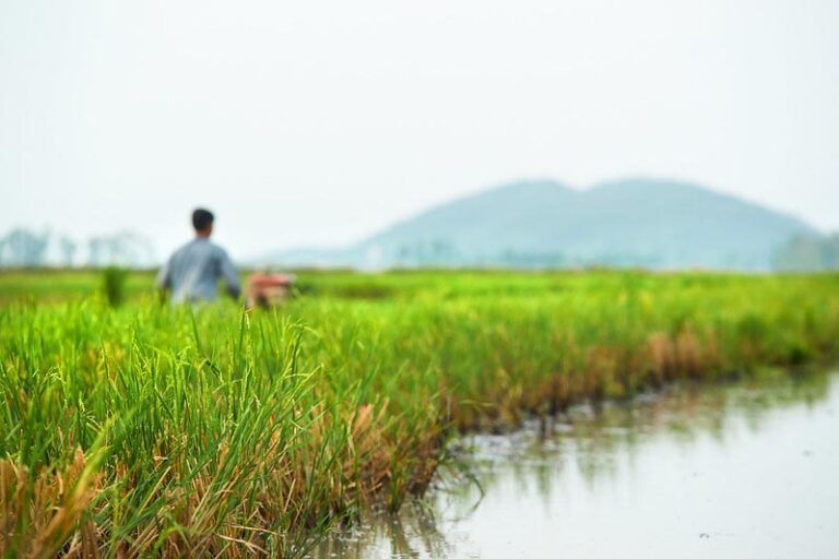 Punjab CM against allowing of GI tagging of Madhya Pradesh Basmati