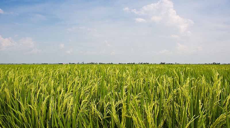 Punjab goes online for paddy procurement for Kharif 2020-21