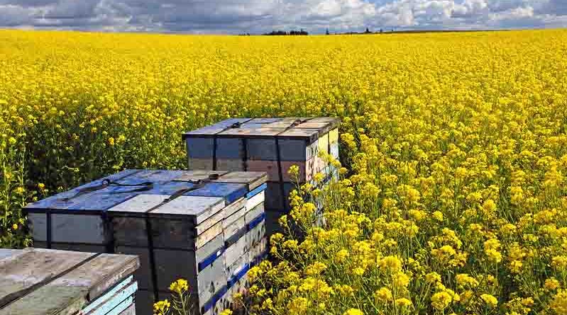 Haryana Government to invest 32.28 Cr under Beekeeping