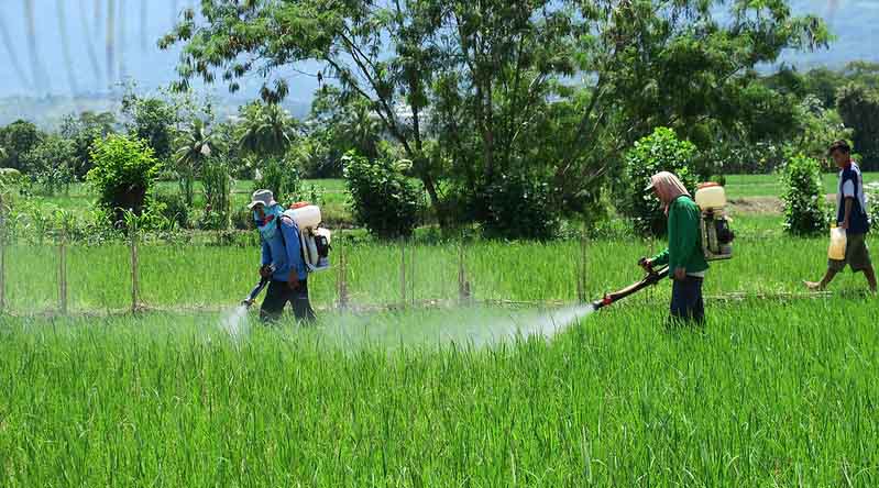 Punjab announces a month-long drive to check the sale of adulterated pesticides and fertilizers
