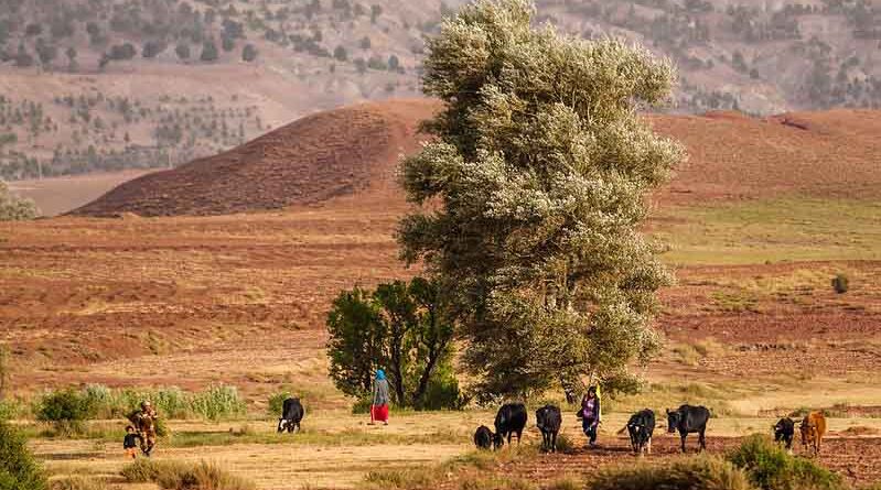 UNCCD along with partners launches Draught Risk Management for Souther Africa