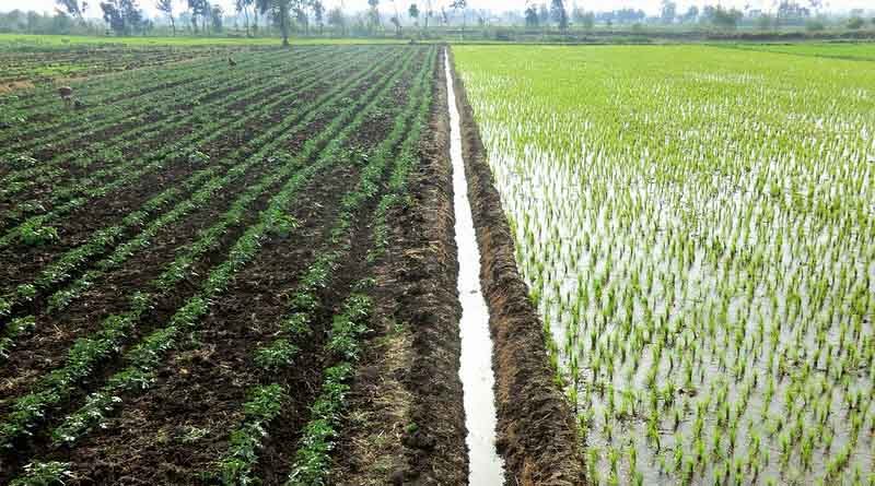 Haryana Govt to make extensive arrangements for procurement of Paddy, Maize and Bajra