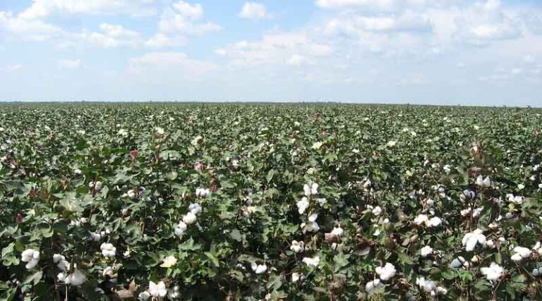 CAI Pegs its 2019-20 Cotton Crop Estimate up to 354.50 Lakh Bales