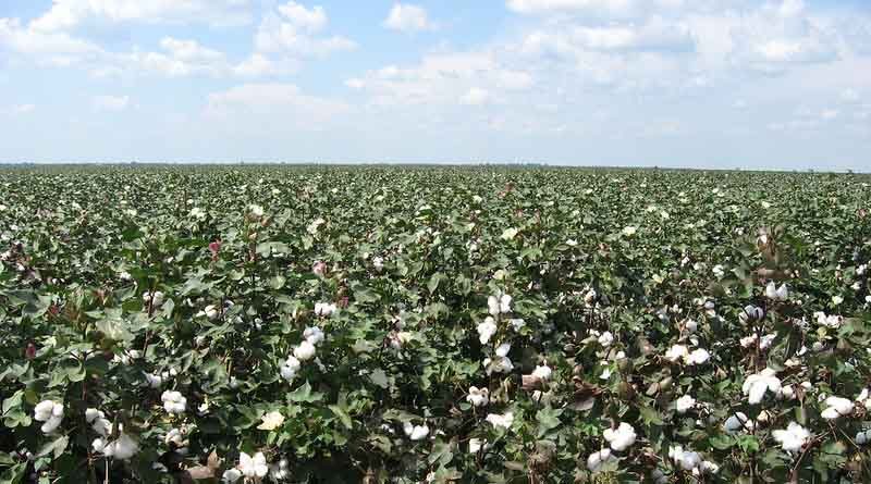 CAI Pegs its 2019-20 Cotton Crop Estimate up to 354.50 Lakh Bales