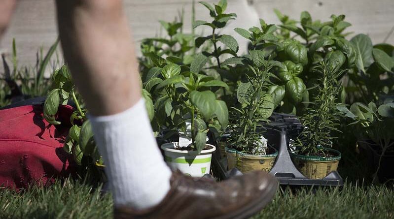 Safeguarding Australia from seedy biosecurity risks