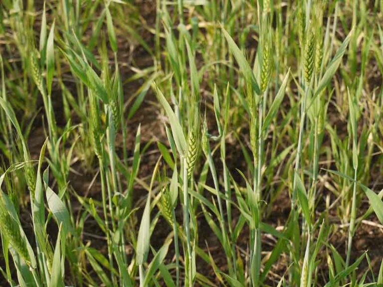 Haryana government releases 30.39 Crore for crop damages