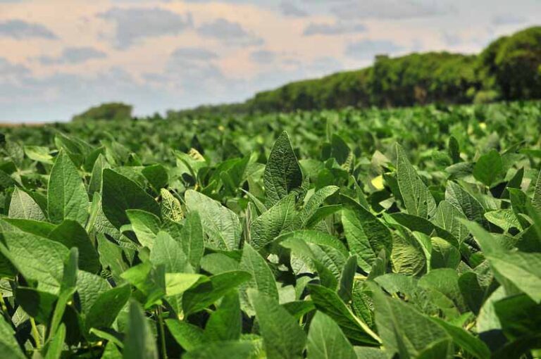 Area covered under oilseeds 24.33 lakh ha more in comparison to last year