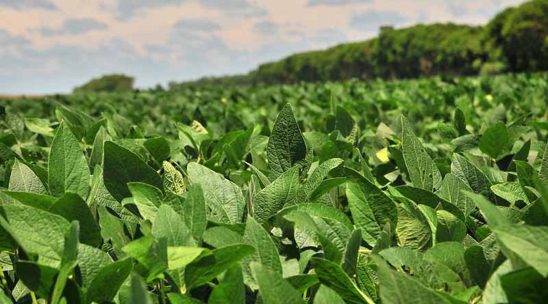 Area covered under oilseeds 24.33 lakh ha more in comparison to last year