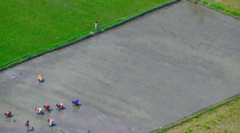 Punjab CM orders ban on sale and use of 9 agrochemicals