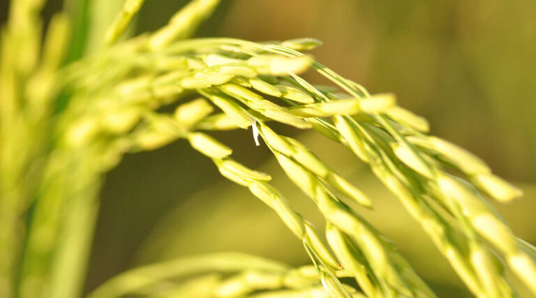 Farm prospects soar with rains most well-spread in three years