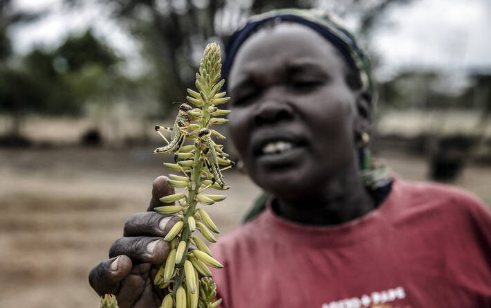 FAO and Russian Federation sign Agreement to fight against desert locusts