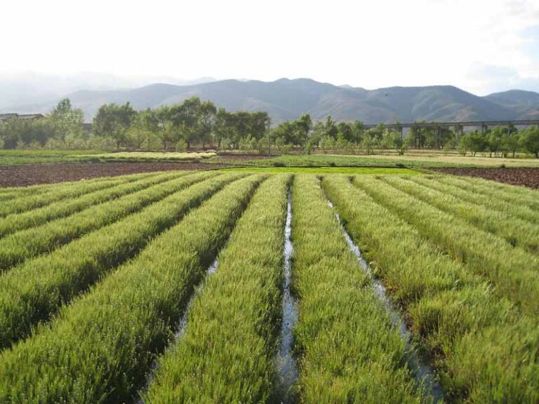 1.21 Million Rural Households in China Benefit from Farm Machinery Subsidies in 2020