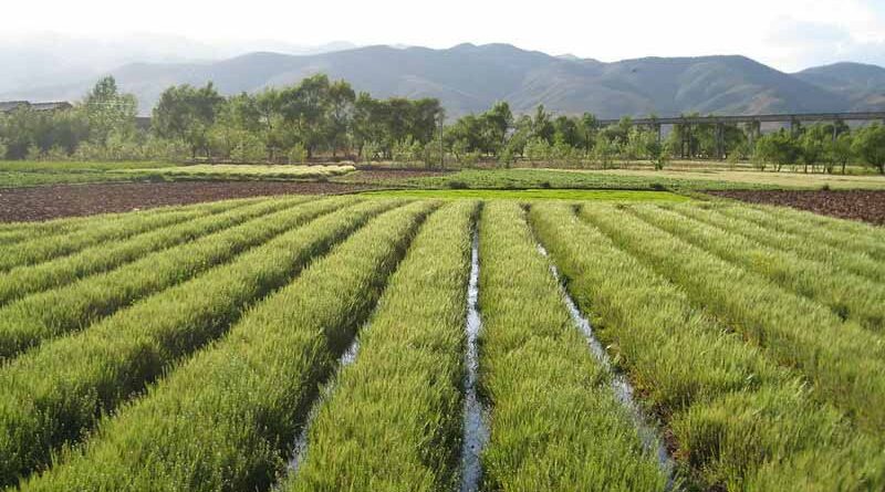 1.21 Million Rural Households in China Benefit from Farm Machinery Subsidies in 2020