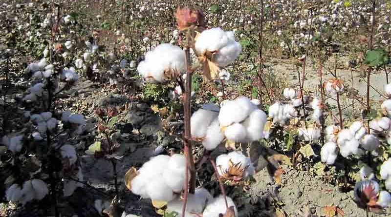 Haryana farmers advised not to use excess pesticide on cotton