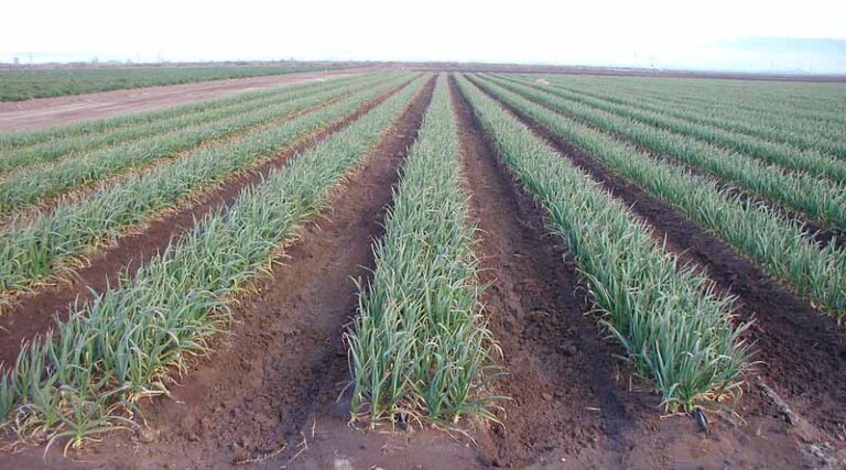 Utilization of excess sugarcane for ethanol production to improve viability of sugar industry