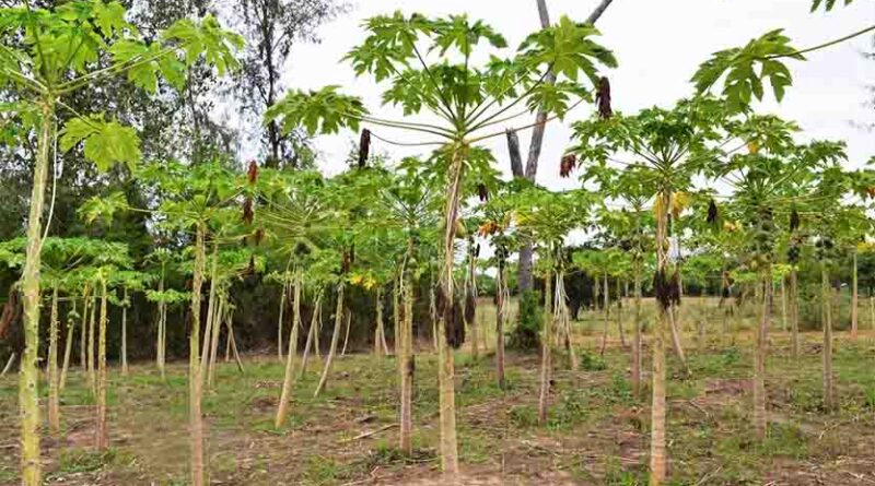 CABI shares expertise on papaya mealybug