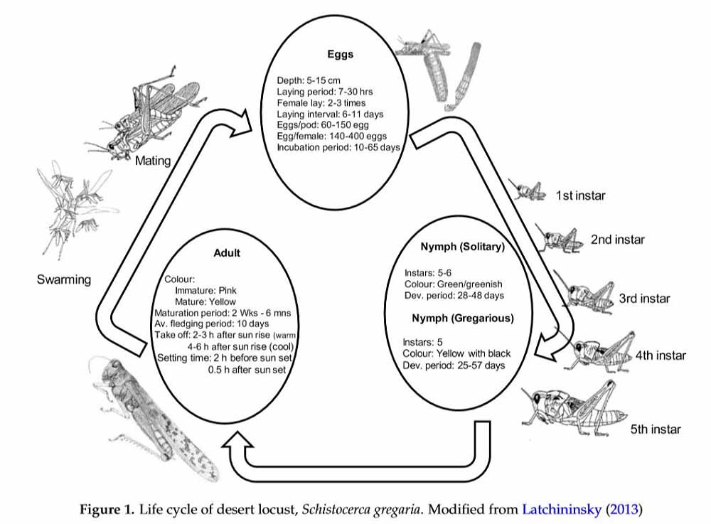 Lifecycle-of-locusts