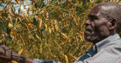 Double harvest for half the effort: ICRISAT