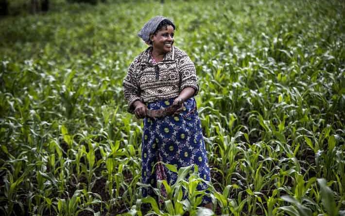 Global food prices rise in July: FAO