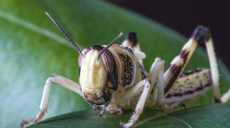 Bangladesh prepares for possible locust invasion