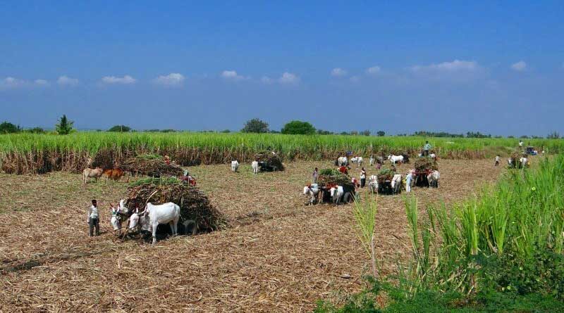 Cabinet approves FRP of sugarcane for the sugar season 2020-21