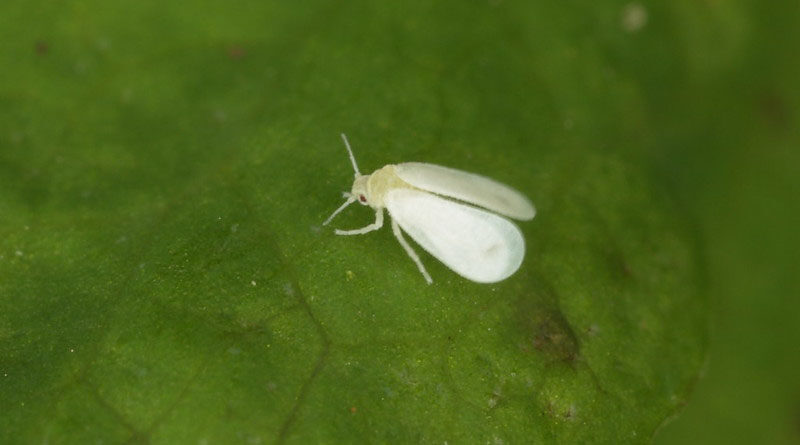 Haryana Govt release advisory on whitefly attack for kharif 2020