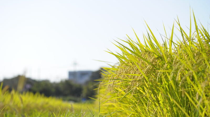 Punjab CM announces reduction in market & rural development fee for Basmati