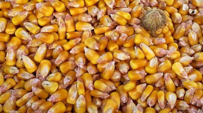 Rabi National Conference 2020 sets target of 301 million tonnes of food grains production for 2020-2021