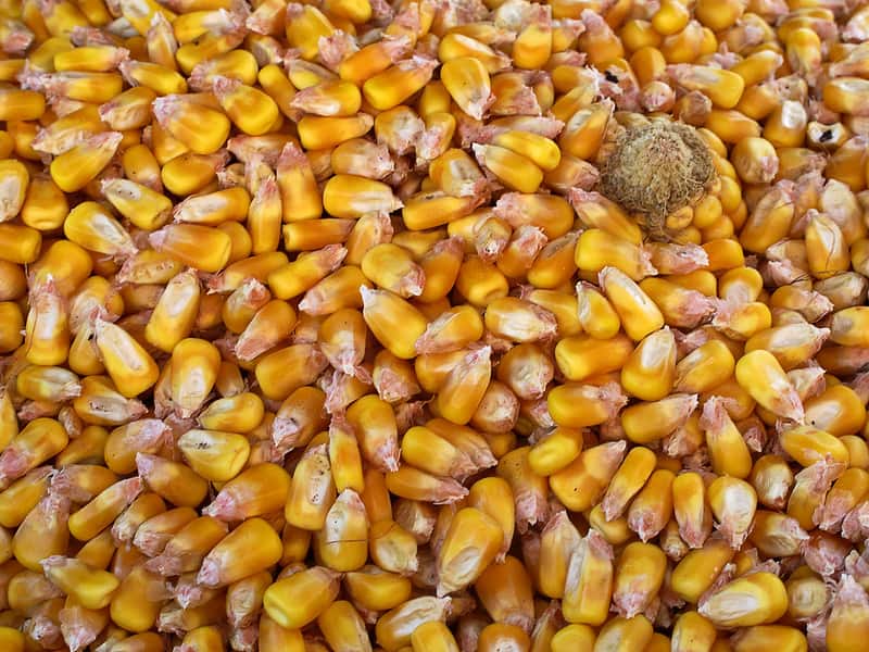 Rabi National Conference 2020 sets target of 301 million tonnes of food ...