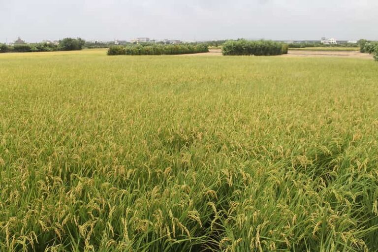 Government procures 44,809 MT of Paddy from Punjab and Haryana in 3 days