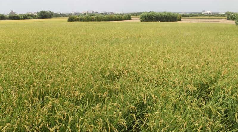 Government procures 44,809 MT of Paddy from Punjab and Haryana in 3 days