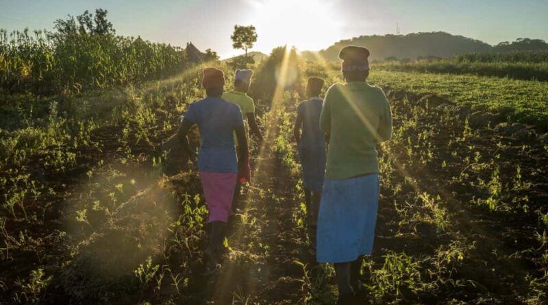 CIMMYT and IITA collaborate to increase adoption of conservation agriculture in southern Africa