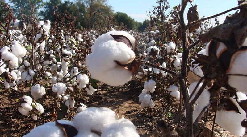 Procurement of Cotton for the season 2020-21 to commence from 1st October 2020