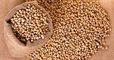 CABI Working in partnership to help 30,000 farmers in Kenya reap improved soybean harvests
