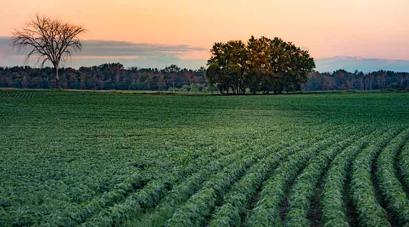 Haryana government shares deadline for crop registration