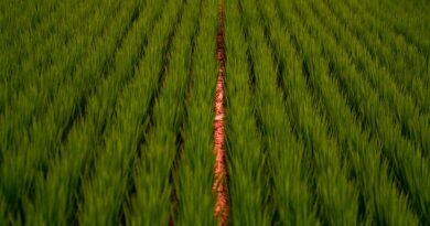 Haryana Government to procure 100 percent crop registered under MFMB scheme