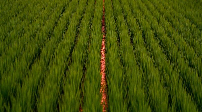 Haryana Government to procure 100 percent crop registered under MFMB scheme
