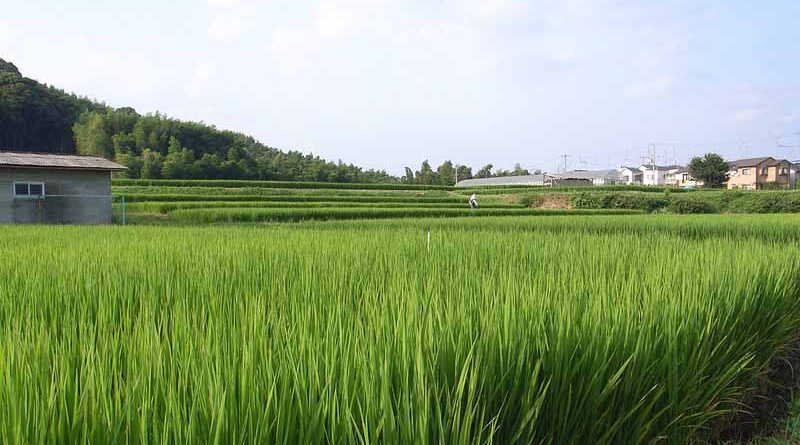 Honda India Power Products launches All New 4-Stroke Backpack Brush Cutter