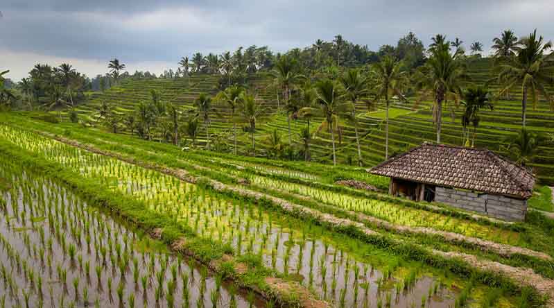 Vietnam rice in the global market