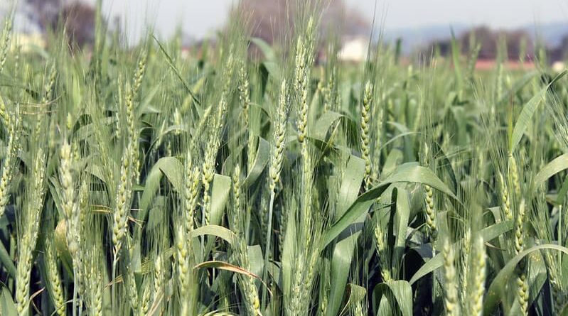 Government declares Minimum Support Prices (MSP) for Rabi Crops for marketing season 2021-22