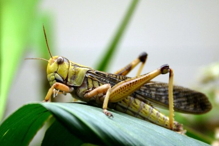 Damage to Crops due to Locust Attack in India