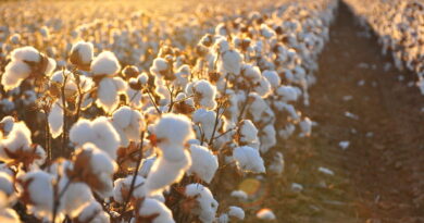 Cultivation of GM Crops in India