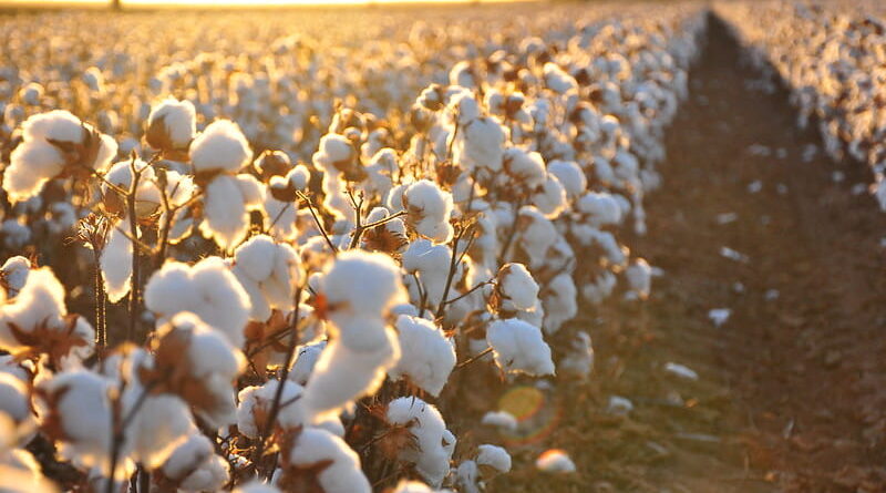Cultivation of GM Crops in India