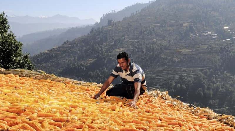 1116.88 lakh ha area sown in Kharif 2020 till now