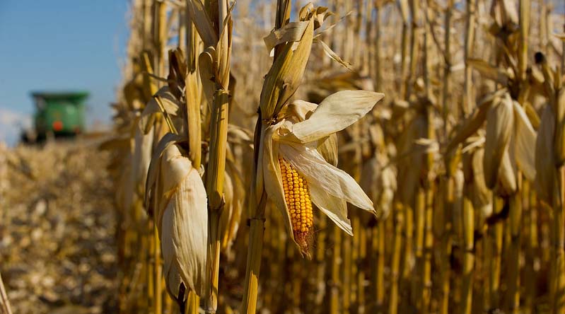 Around 59 lakh ha more sowing in kharif crops compared to last year