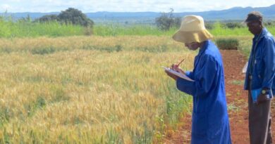 Wheat blast has made the intercontinental jump to Africa