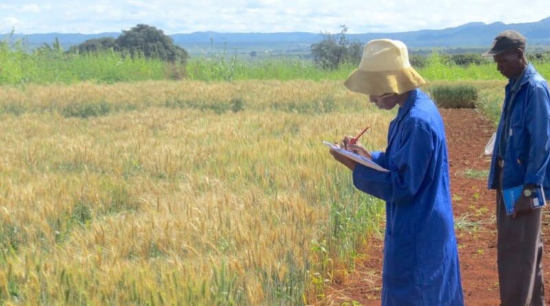 Wheat blast has made the intercontinental jump to Africa